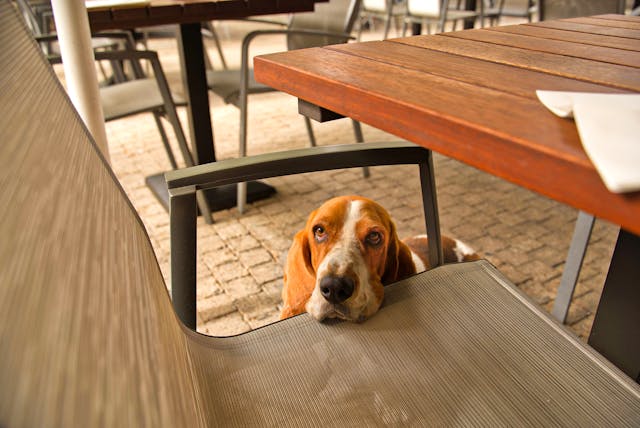 dog%20leaning%20on%20chair